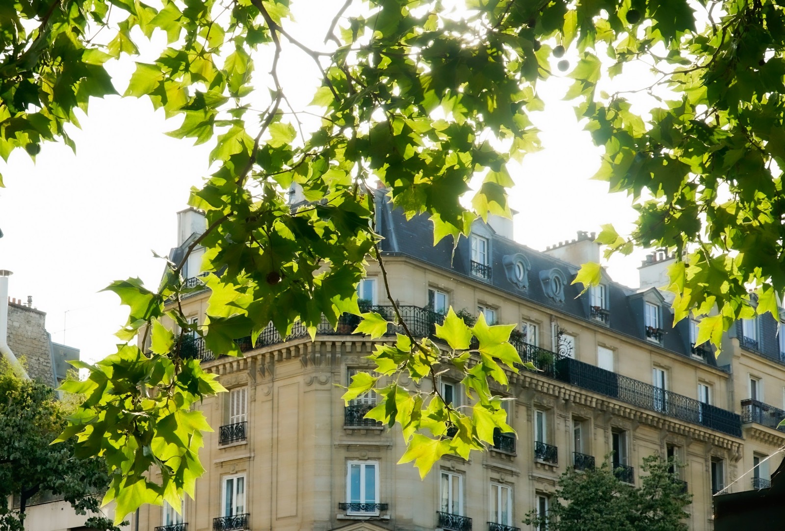 Façade haussmannienne aux balcons en fer forgé, vue à travers le feuillage d’un arbre